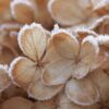 hortensia med frost